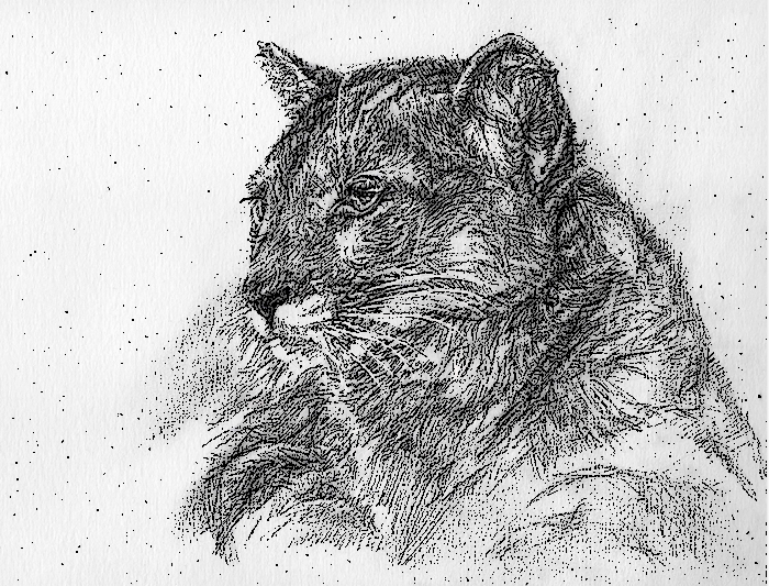 Tiger, drawing - My, Drawing, Animals, Cat family