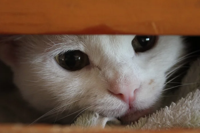 And who is it in the dresser? - My, cat, Pets, Milota