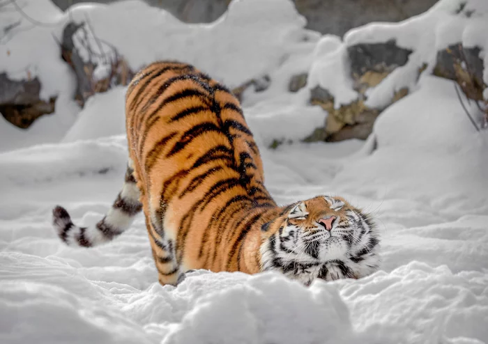 Oh, the snowball!... - Amur tiger, Pleased, Snow, Milota, Big cats, Cat family, Predatory animals, Wild animals, The photo, Bogdanov Oleg, Tiger, The national geographic, Chelyabinsk Zoo