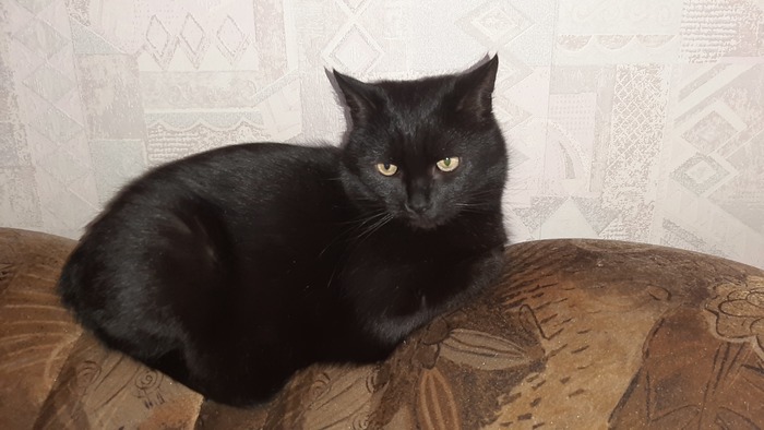 Ищем дом красивому черному котику Матвею