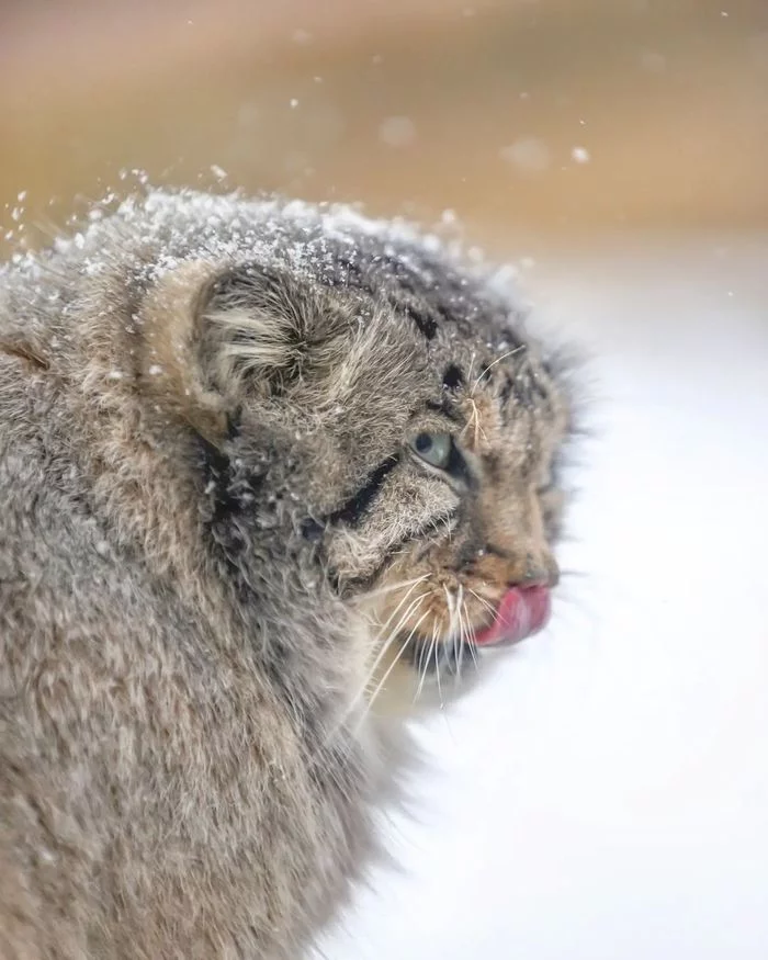 And the eyes are kind... - Pallas' cat, Small cats, Cat family, Wild animals, Predatory animals, Fluffy, Pet the cat, Safari Park, Japan, Yokohama, Yokohama, Milota, Positive, Longpost