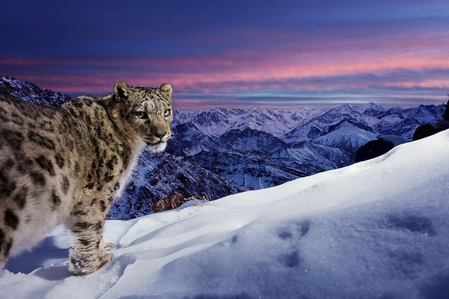 King of the Hill) - Snow Leopard, Big cats, Cat family, Wild animals, Predatory animals, Fluffy, The mountains