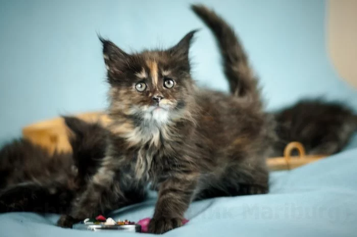 Toffee - My, cat, Kittens, Maine Coon, Milota