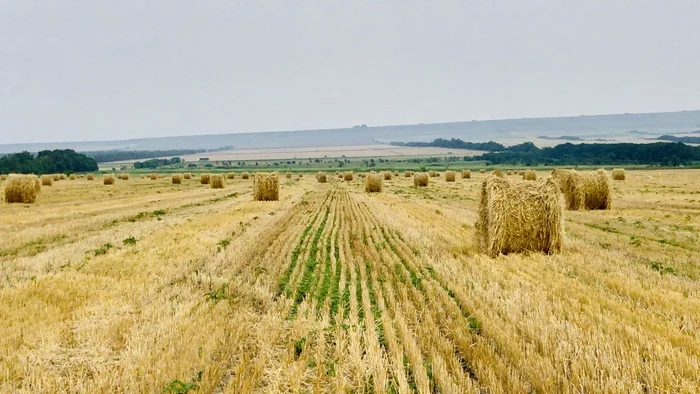 Сено-солома - Моё, Лето, Мобильная фотография