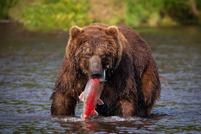 Catch, sockeye salmon, big, big! - Brown bears, Fishing, Mining, A fish, Sockeye salmon, Kamchatka, Lake, Wild animals, The Bears, wildlife, The national geographic, The photo, Longpost