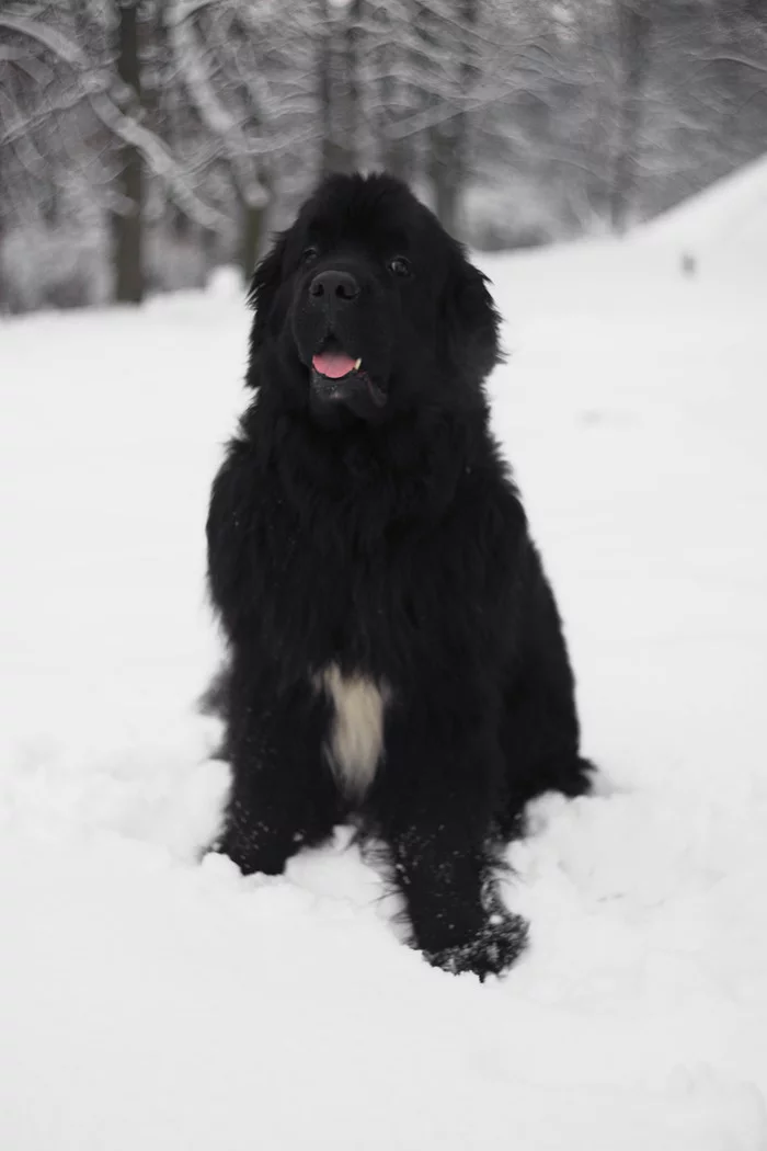 Some are made for snow more than others - My, Animals, Snow, Winter, Dog, Newfoundland, Longpost