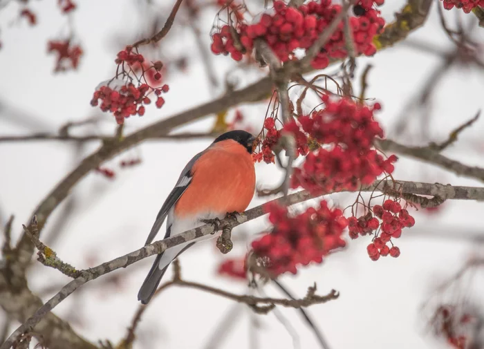 Bullfinches - Bullfinches, Birds, Passeriformes, beauty of nature, The photo, Gatchina, The park, Leningrad region, The national geographic, Longpost