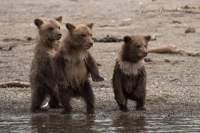 On the hind legs - Brown bears, Kamchatka, On hind legs, The Bears, Kronotsky Reserve, Milota, Inspector, Liana of Baraba, The photo, beauty of nature, Wild animals, wildlife, Reserves and sanctuaries, Arguments and Facts, Longpost