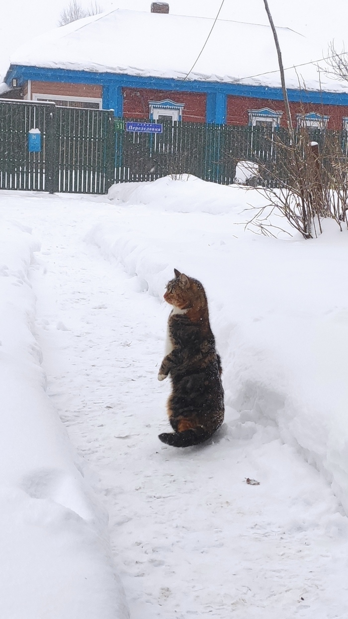 А собакен ушёл? Коты и собаки вместе, Кот, Собака, Зима, Деревня, Длиннопост, Домашние животные