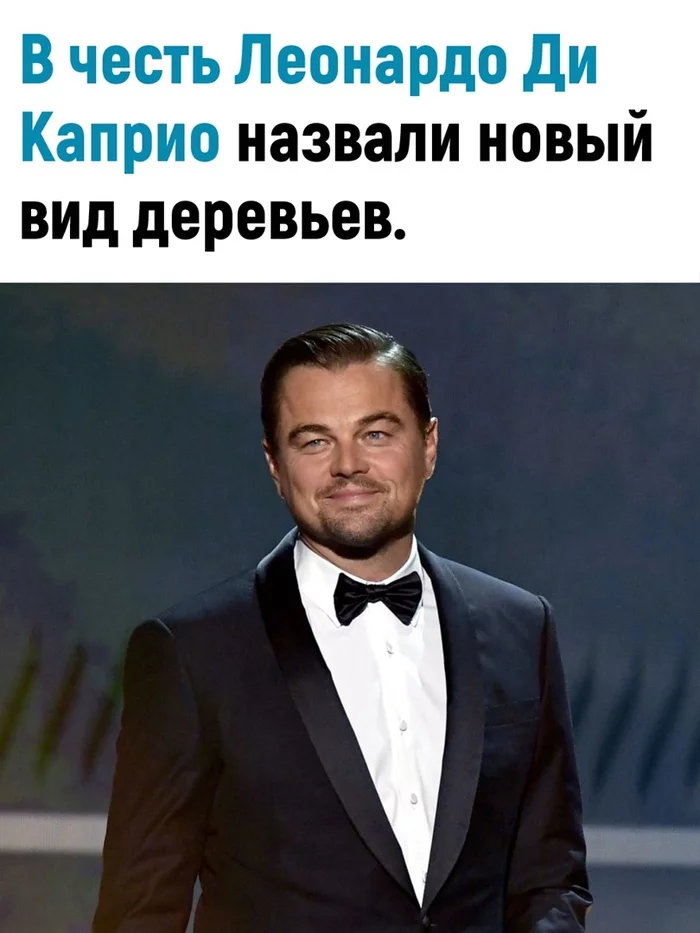 The phrase: We planted Dicaprio takes on a new meaning. - Leonardo DiCaprio, Actors and actresses, Celebrities, Tree, Scientists, Longpost, Picture with text, From the network, Funny, Humor, Hollywood