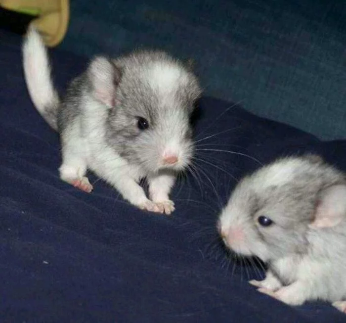 Animals - cattle - Chinchilla, Nature