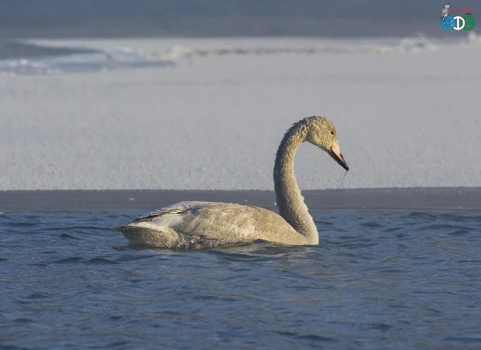 Extreme birds on wintering grounds in Ufa - Ufa, Birds, Ornithology, 2021, Bashkortostan, Wagtail, Swan-Whooper, Moorhen, Longpost