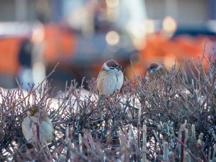 Have field sparrows made friends with brownies? - My, Birds, The photo, Sparrow, Longpost