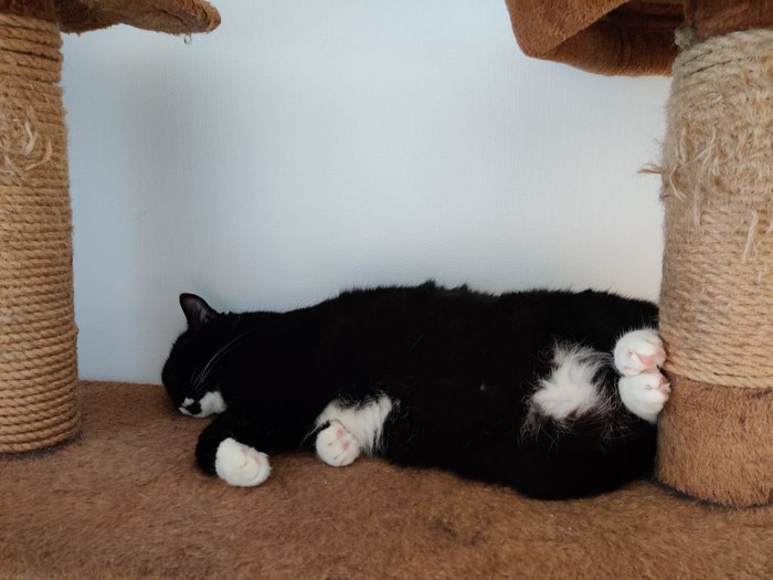 Батон батониться) А вы отоспались за праздники?)