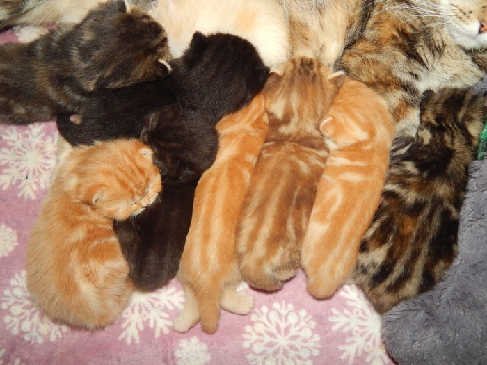 ��� ��� ����������� ?