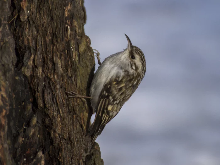 Pika - My, Birds, The photo, Saint Petersburg, Nature, Pika, Ornithology, The park, The nature of Russia