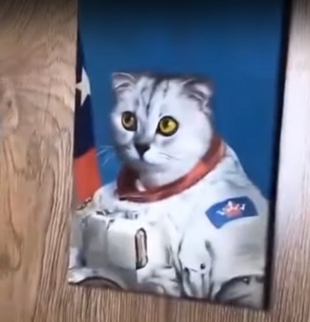 Cat - astronaut - cat, Milota, Spacesuit