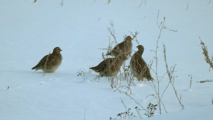 In St. Petersburg, near the Ladozhsky railway station, GRAY PARTRIDGES settled - My, Partridge, Birds, Saint Petersburg, Ladozhsky Railway Station, Each creature has a pair, Pavel Glazkov, Red Book, Longpost