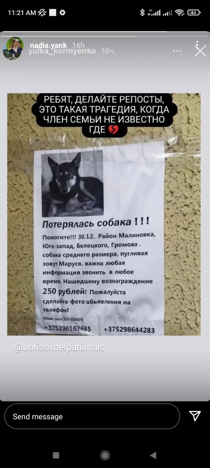 Search for a dog, Minsk! - No rating, Search for animals, Minsk, Robin, Longpost, The dog is missing, Dog