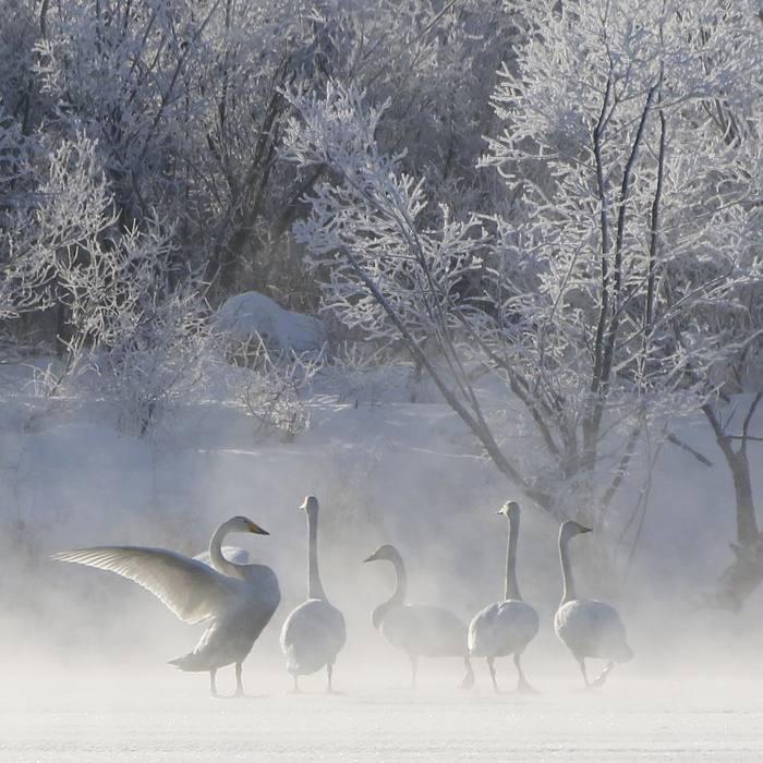 Sannikov Land in reality - Swans, Pond, Winter, Frost, freezing, Sannikov Land, Beautiful, Tree, Nature