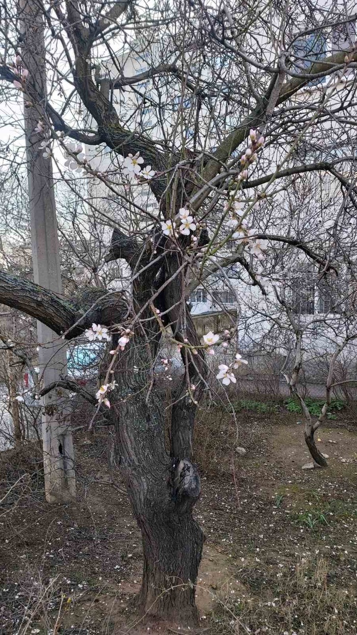 В Севастополе уже весна