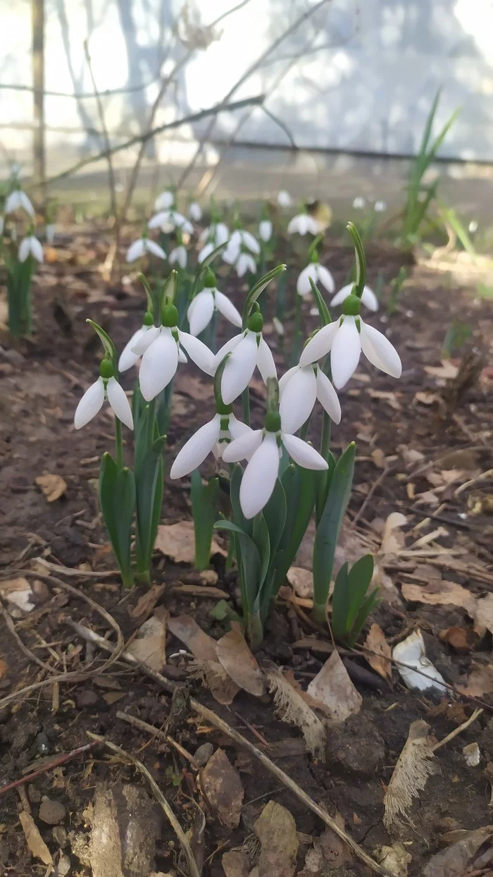 Briefly about the weather ... - My, Winter, Snowdrops flowers