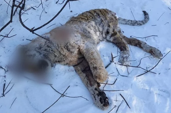 In Primorye, unknown persons shot a young Amur tigress - Amur tiger, Primorsky Krai, Killing an animal, Negative, Дальний Восток, Tiger, Big cats, Cat family, Predatory animals, Wild animals, Rare view, Criminal case, Krasnoarmeysky District, Firearms