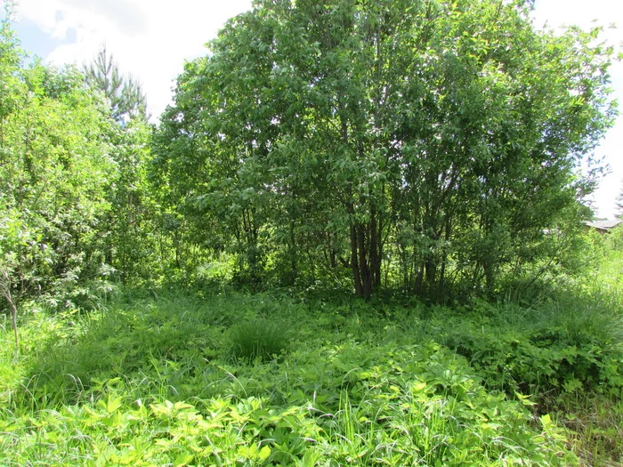 Transformation of an abandoned site - My, Dacha, Longpost, Garden, It Was-It Was, With your own hands