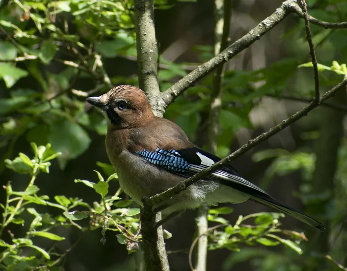 memories - My, Birds, Nature, The nature of Russia, Predator birds, Ornithology, Insects, Animals, Elk Island, Schelkovo, Photo hunting, Hobby, Longpost