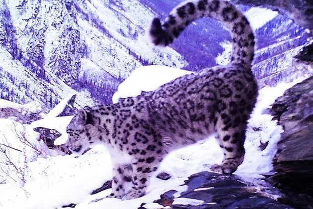 The authorities of Tuva will begin to give livestock to shepherds whose herds were attacked by snow leopards - Snow Leopard, Big cats, Cat family, Predatory animals, Wild animals, Compensation, Tyva Republic, Shepherds