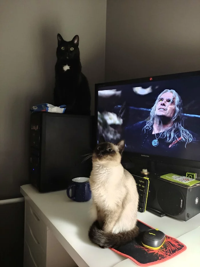 I wonder what's on the ceiling? - My, cat, Black cat, Witcher, Pets