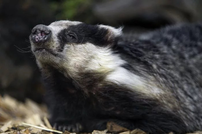 Badger - Badger, Cunyi, Predatory animals, Wild animals, Zoo, The photo, Longpost