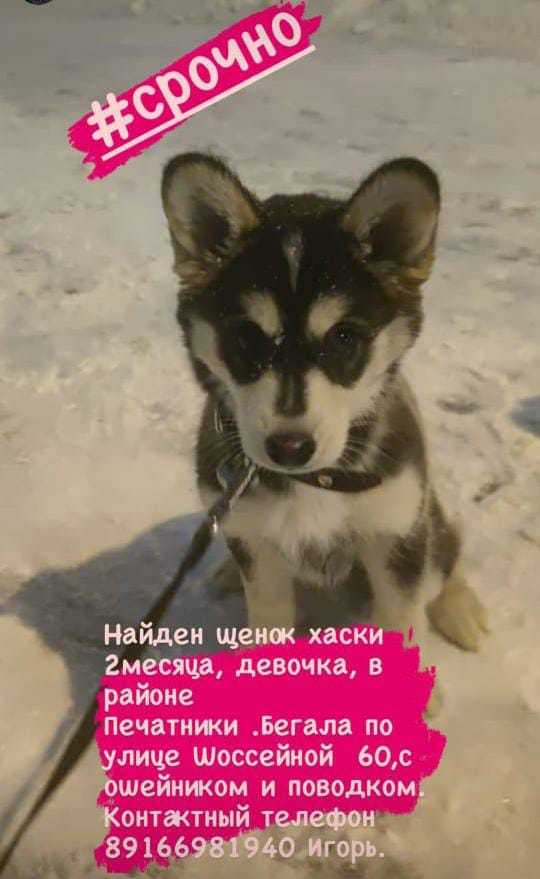 Found a puppy! - Husky, Puppies, Found a dog, Dog, Printers, Moscow, No rating