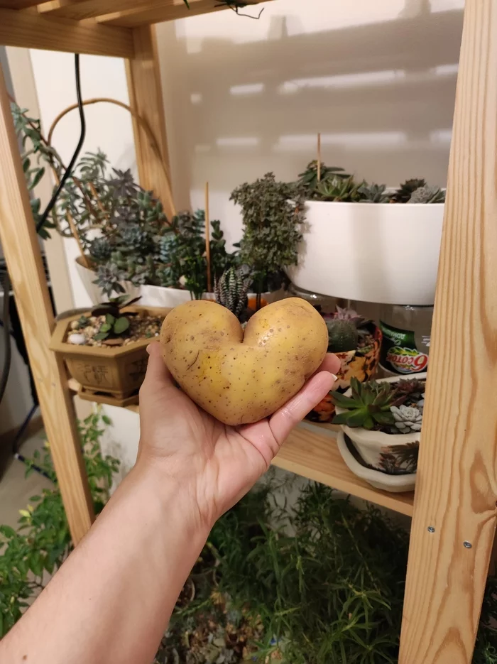 Potato love - My, Plants, Mobile photography, Potatoes of Love