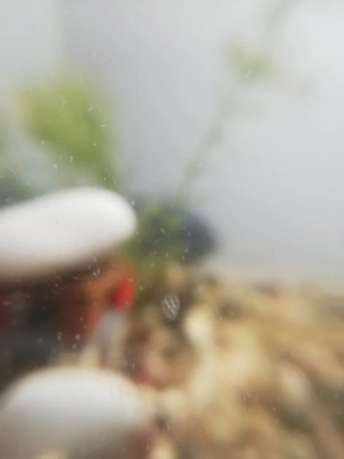 New living creatures in the aquarium - My, Aquarium, Aquarium, Longpost