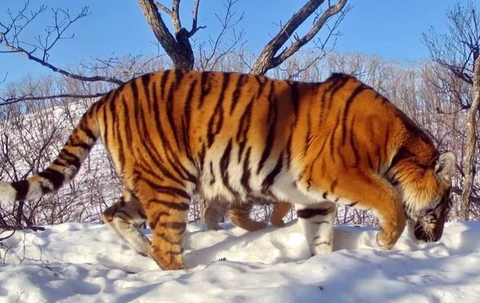 In Primorye, a tiger with seven paws got into a camera trap - Amur tiger, Tiger cubs, Milota, Land of the Leopard, National park, Big cats, Primorsky Krai, Cat family, Predatory animals, wildlife, Tiger, Wild animals, Rare view, Phototrap, Valuable personnel, beauty of nature, Риа Новости, Дальний Восток, Nature