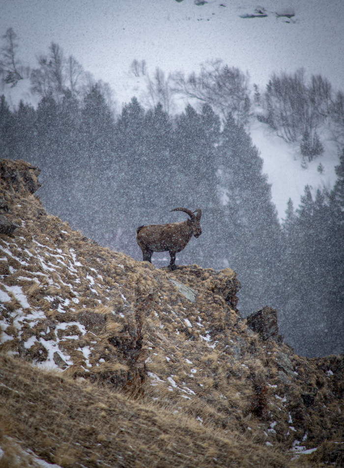 ����� ������ ����