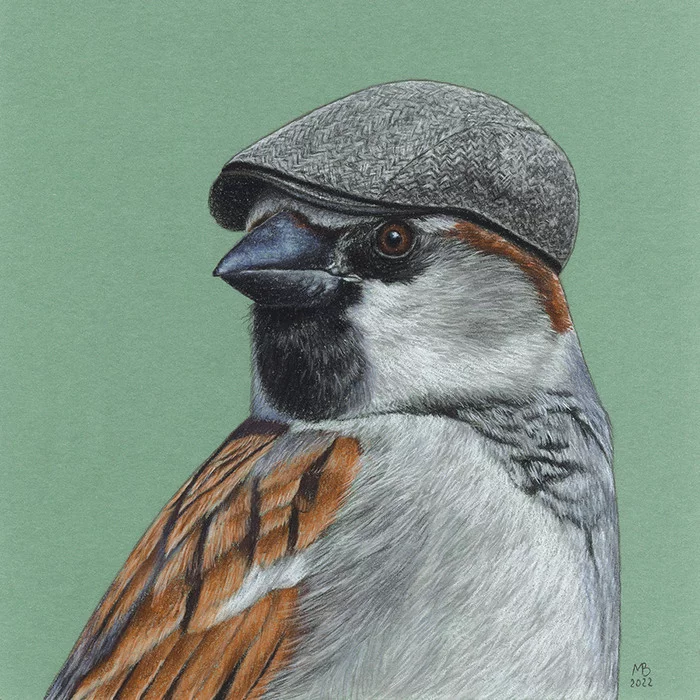 House Sparrow - My, Birds, Drawing, Birds in hats, Animalistics, Sparrow, Cap