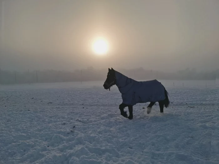A Frosty Day and a Horse - My, freezing, Horses, Horse in coat