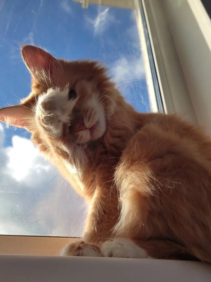 The Sun Is Bright - My, cat, Redheads, The sun, Warming up, Window, Pets