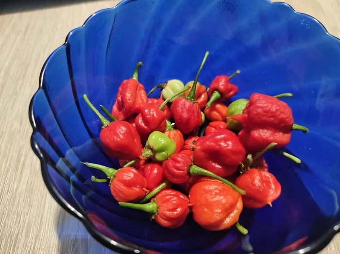 First harvest this year - My, Hot peppers, Aphid, Pests, Harvest