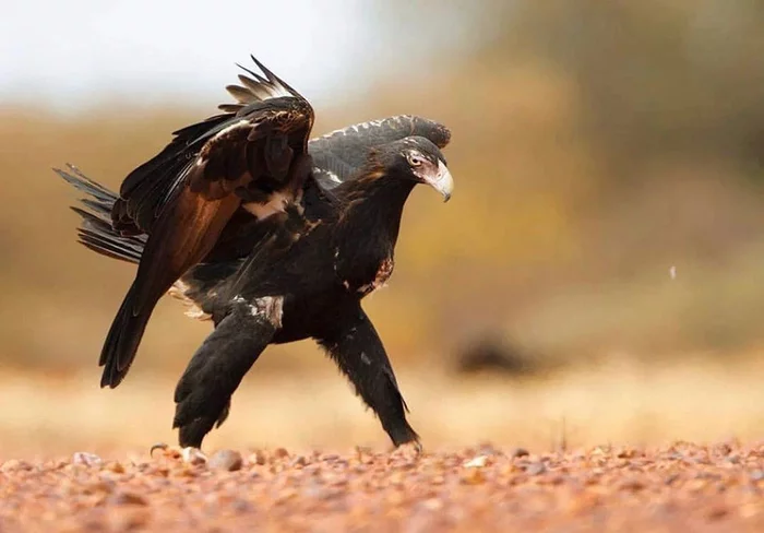 Wedge-tailed Eagle: Lord of the Air in Australia. A fierce predator saves the continent from the invasion of rabbits - Eagle, Australia, Animal book, Yandex Zen, Longpost, Hawks, Predator birds, Wild animals