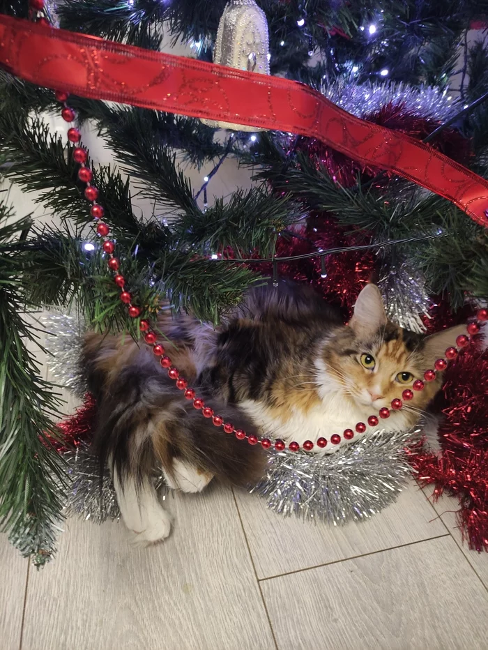 An exception - My, cat, Maine Coon, New Year, Christmas trees, Longpost