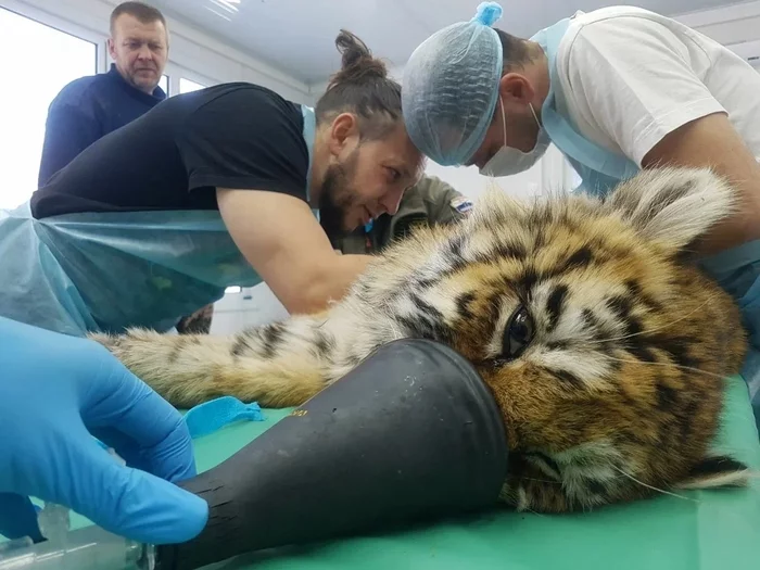 Doctors save the life of a tiger cub in the Primorsky Territory - Tiger cubs, Amur tiger, Big cats, Cat family, Animal Rescue, Tiger, Primorsky Krai, Veterinary, Rare view, Red Book, Predatory animals, Wild animals, Frostbite, Longpost, Positive, Video