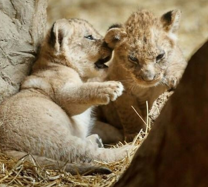 Я вчера такое видел...