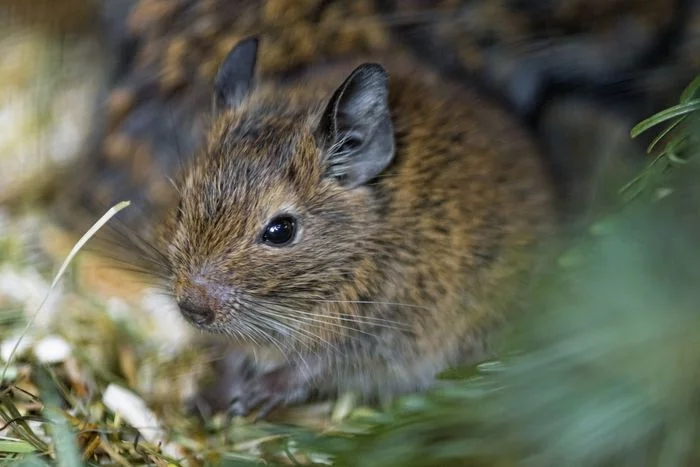 Degu - Degu, Rodents, Wild animals, Zoo, The photo, Longpost