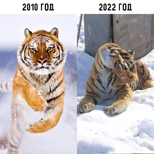 Well, something like this - Year, Tiger, Picture with text, Memes, Humor