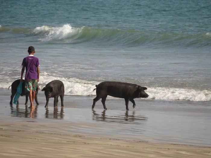 Guinea pigs - My, Myanmar, Sea, Pig, Travels