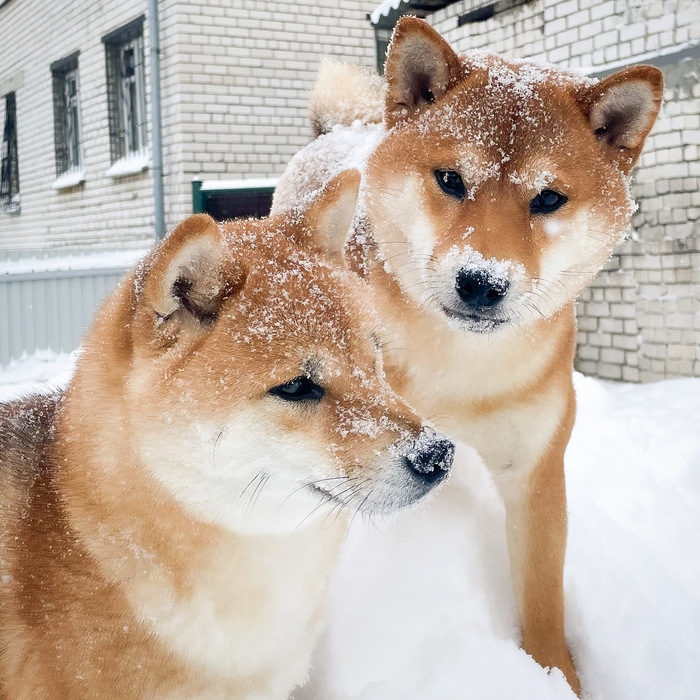 ���� �����