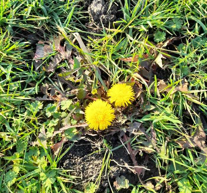 January dandelions - Picture with text, Weather, Flowers, Winter, Краснодарский Край